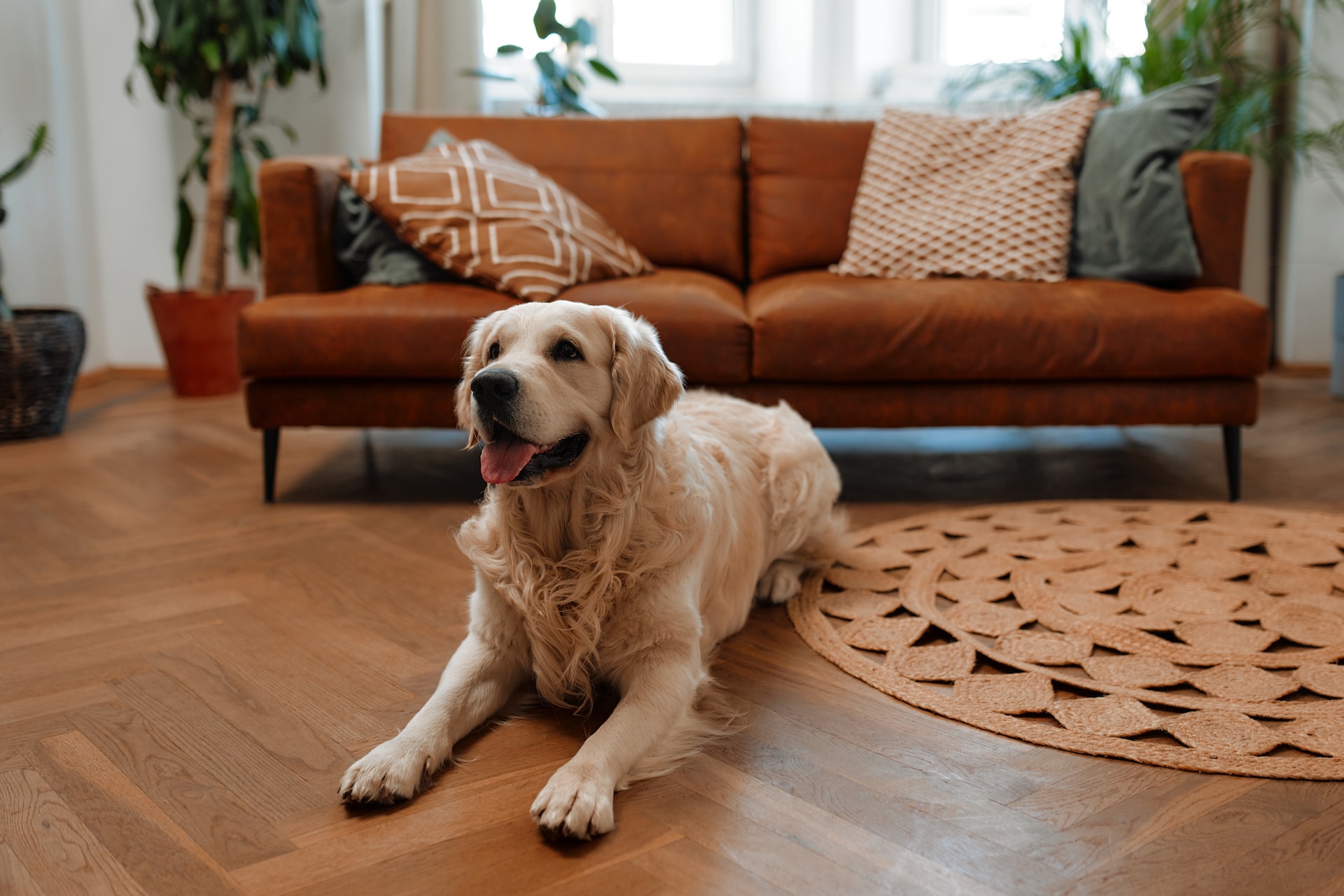 Limpeza de chão: Especial animais