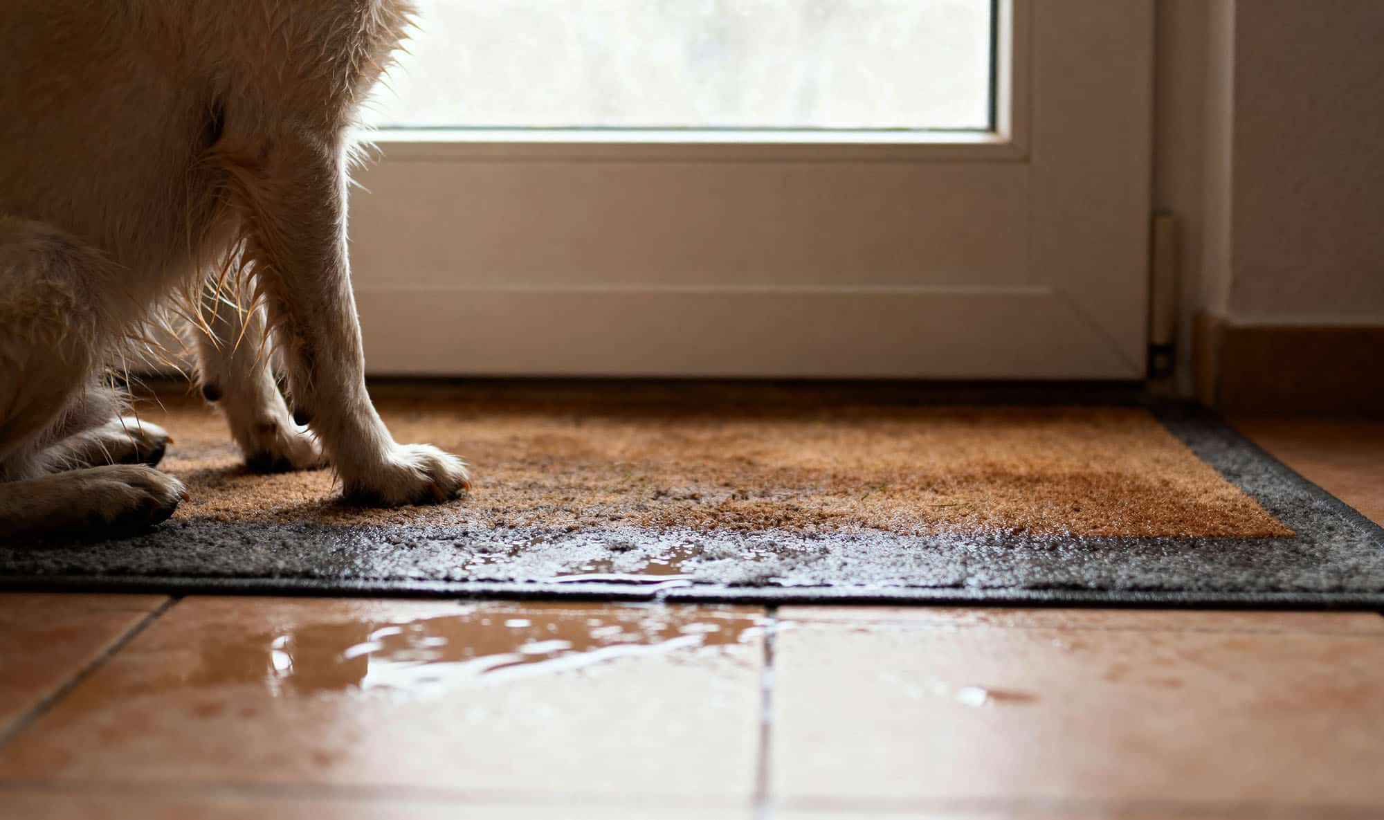 Chuva e animais em casa: como manter tudo limpo.
